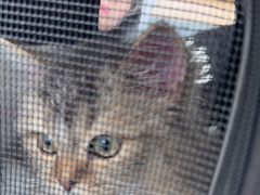 -艾贝尔宠物医院·24H转诊中心·肿瘤猫专科(江宁双龙店)