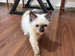 -楼上猫咖(罗湖店)
