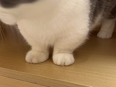 -瑞派康怡24h宠物医院·犬猫医疗中心·微创绝育(瑞景分院)