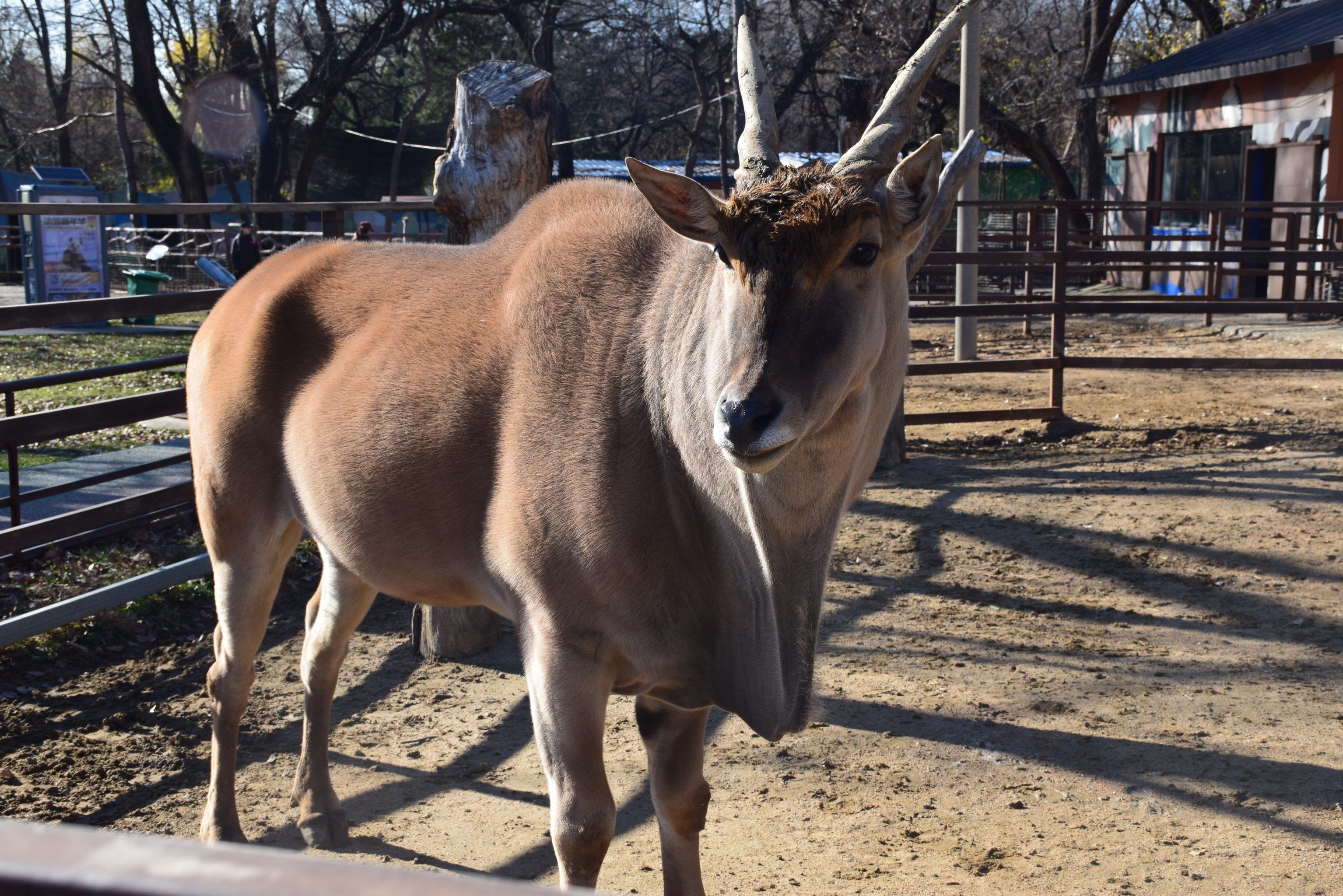 牛马什么动物(牛马是什么生物)