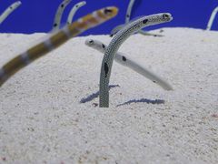 -上海海洋水族馆