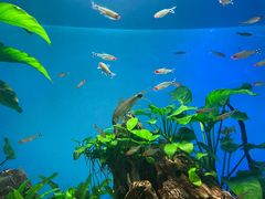 -太平洋海底世界