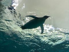 -珠海长隆海洋王国