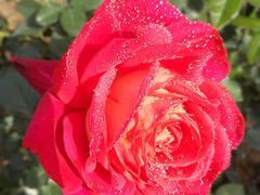 -人民公园(罗湖区)