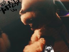 -多卡布奇宠物生活馆(上林世家店)