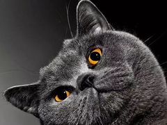 -美联众合宠物医院·爱萌分院·内外科·猫科中心