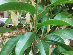 -双季花艺园艺市场(浦东店)