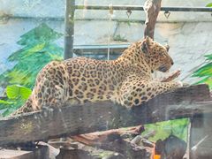 -广州长隆野生动物世界