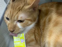 -四月宠物医院·猫专科·心脏专科·内科(转塘店)