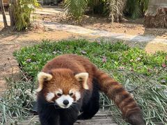 -灵玲国际马戏城