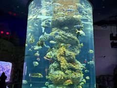 -芜湖新华联大白鲸海洋公园