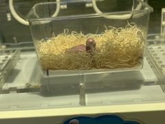 -广州长隆飞鸟乐园