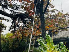 -潭柘寺景区
