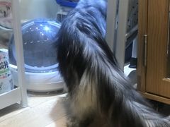 -Pets First伊珊娜洗护·精致美容·家庭式寄养(新会路店)