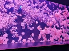 -珠海长隆海洋王国