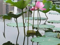-新江湾城公园