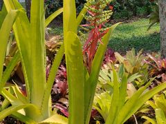 -中国科学院西双版纳热带植物园