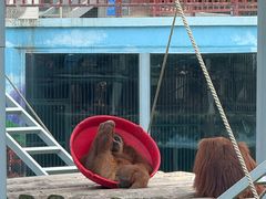 -西霞口神雕山野生动物世界