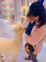 -Moni星球萌宠·小马宝莉·灵蛇·高端高阶全萌宠互动体验俱乐部(红豆国际广场店)