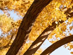 -王顺山国家森林公园