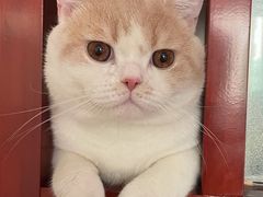 -糯米喵星人总部直营旗舰店·猫舍·幼猫出售