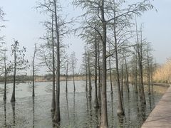 -九里湖国家湿地公园