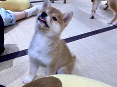 -逗柴咖啡屋·狗咖猫咖宠物桌游