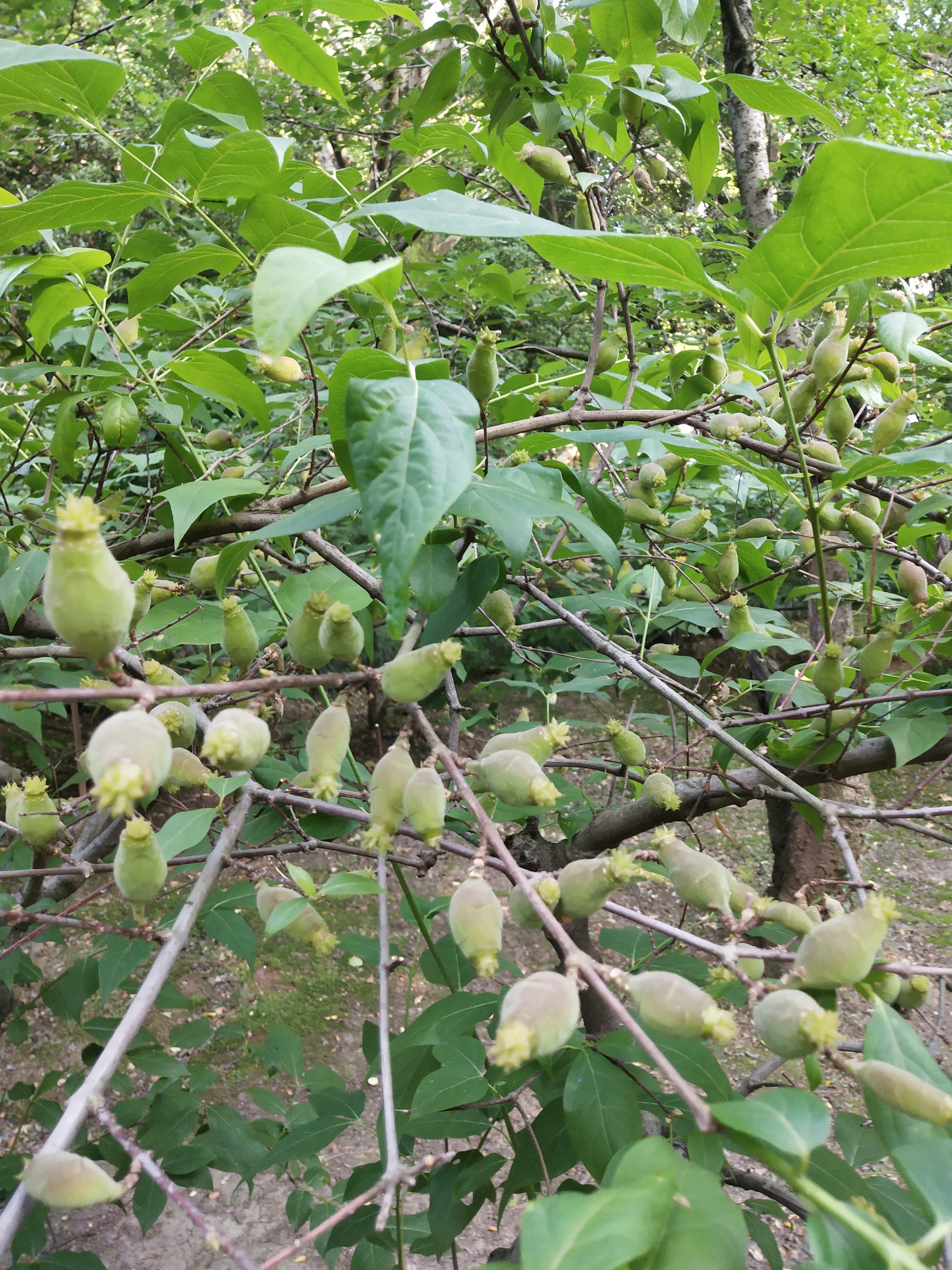 腊梅花果实图片图片