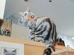 -平行世界·猫咖(首经贸店)