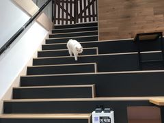 -瞄一喵猫咖(格力海岸店)
