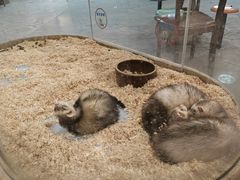 -石狮世茂摩天城摩天轮