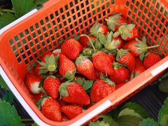 -喜杨洋草莓采摘园