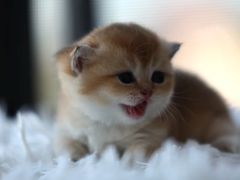 -珠海悠米米努特矮脚猫舍