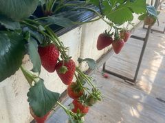 -甜心庄园·甜心草莓采摘园(西青中北店)