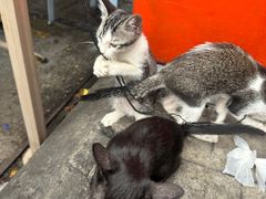 -明记烧鱼美味店