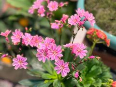 -双季花艺园艺市场(浦东店)