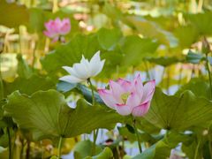 -野鸭湖国家湿地公园