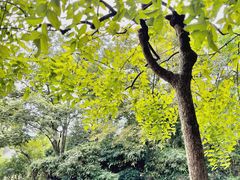 -秋霞圃