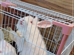 -猫猫幼稚园·撸猫·桌游·电玩