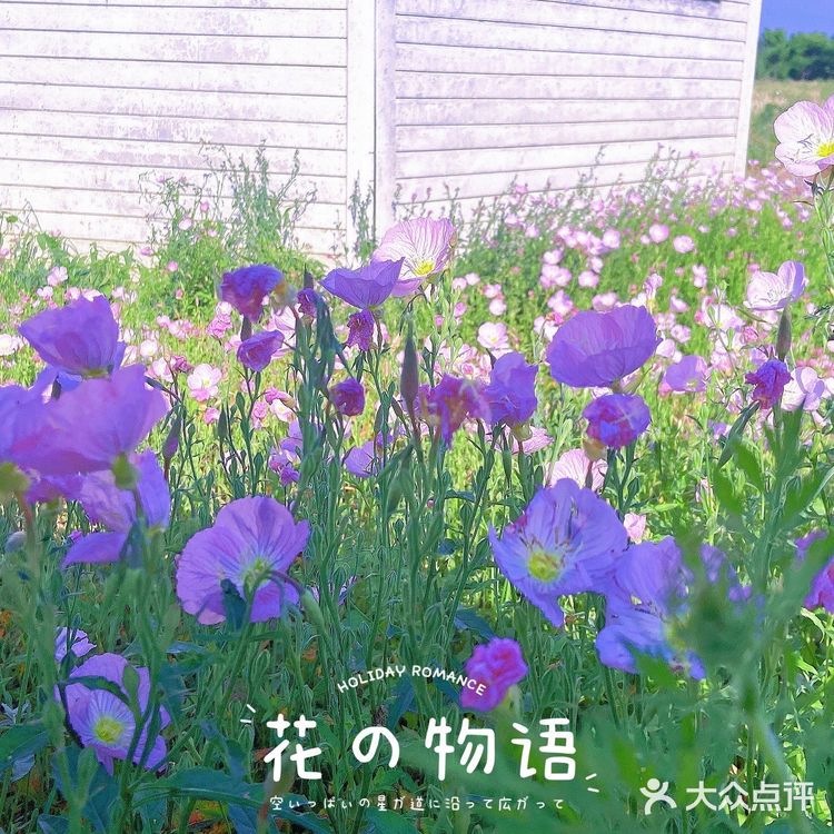 假期浪计划 | 双龙湖花花世界打卡拍照