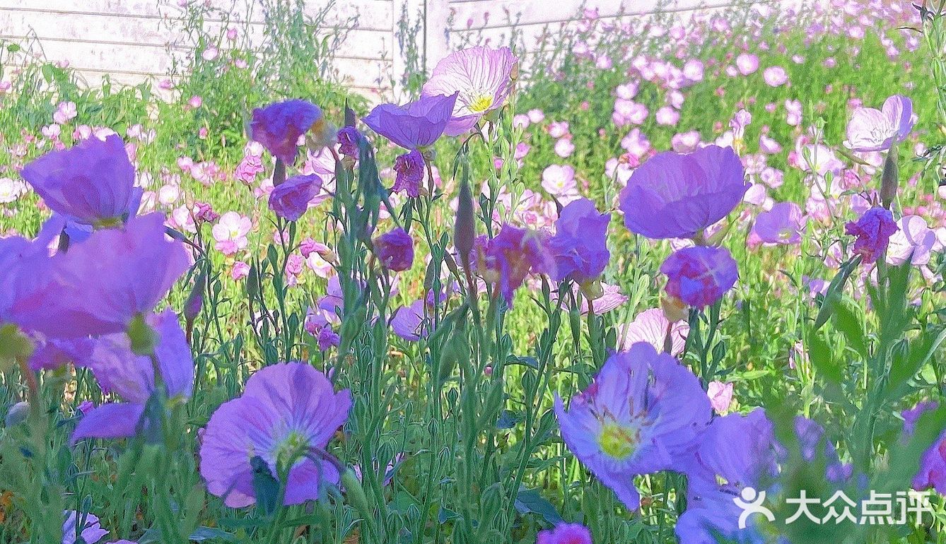假期浪计划 | 双龙湖花花世界打卡拍照