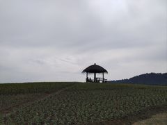 -径山花海