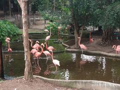 -清迈夜间动物园