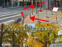 -三里屯东五街银杏大道