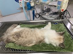 -谐和贝康宠物医院24小时·宠保定点(急重症转诊中心)
