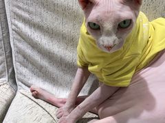 -藏猫猫咖啡主题馆(中央大道店)