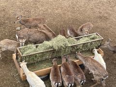 -青藏高原野生动物园
