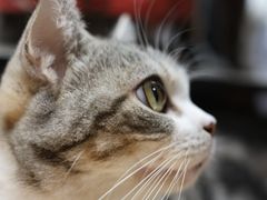 -MOCHA明星猫咖(田子坊店)