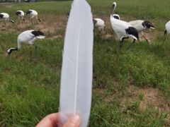 -盐城丹顶鹤湿地生态旅游区