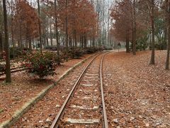 -合肥滨湖国家森林公园